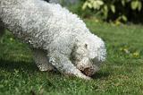 LAGOTTO CAVAGE 028